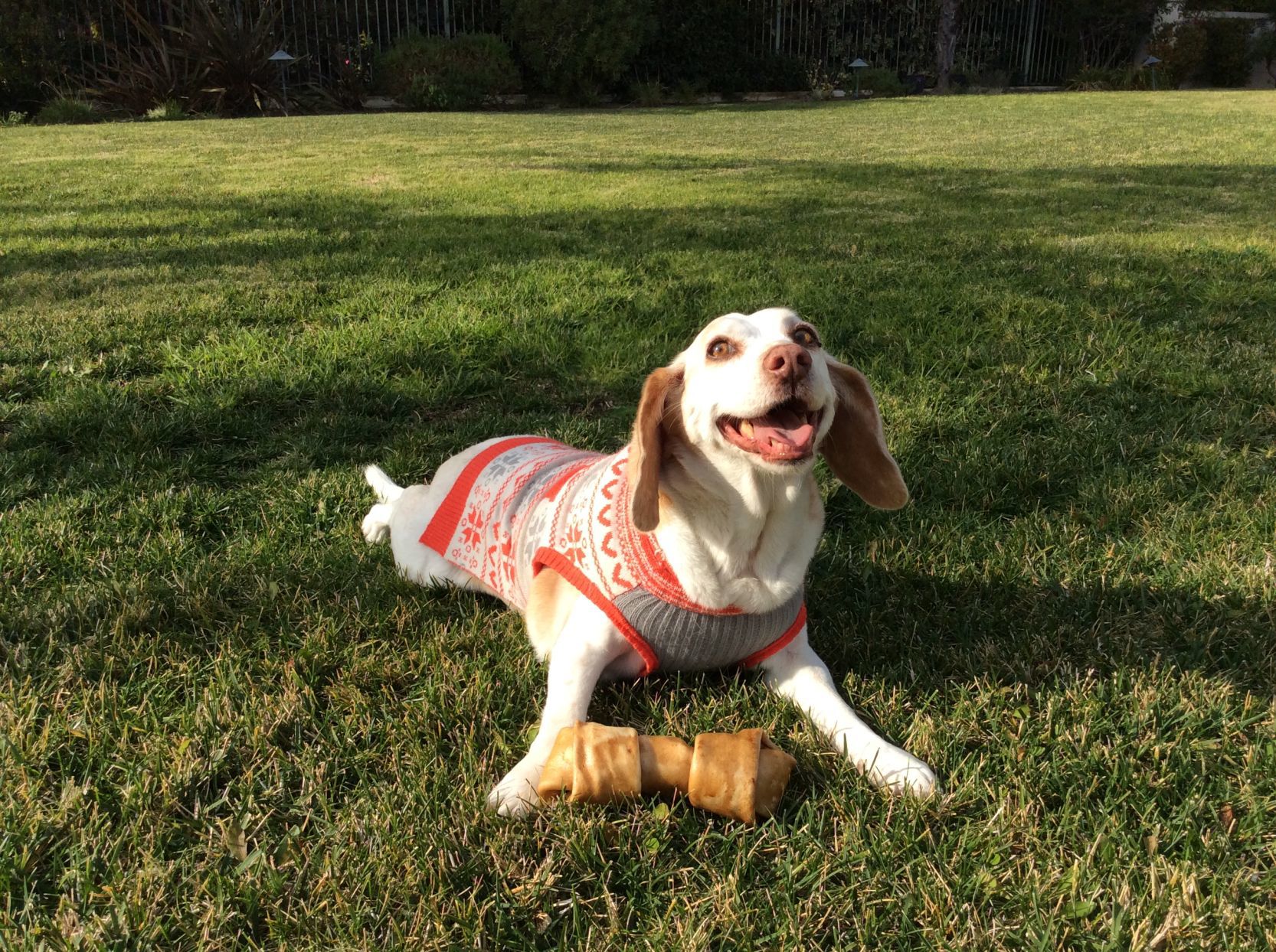 Pic of the Litter: Honey